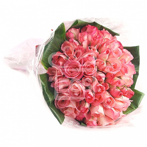 PINK DAZZLES